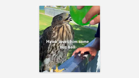 Hombre es sentenciado a la cárcel por darle alcohol a un halcón