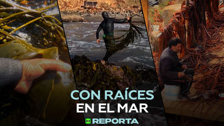 Con raíces en el mar