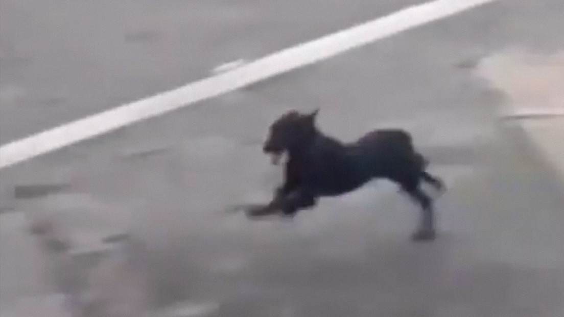 VIDEO: Un cachorro cruza la pista de aterrizaje y causa suspensión de vuelos en Sao Paulo