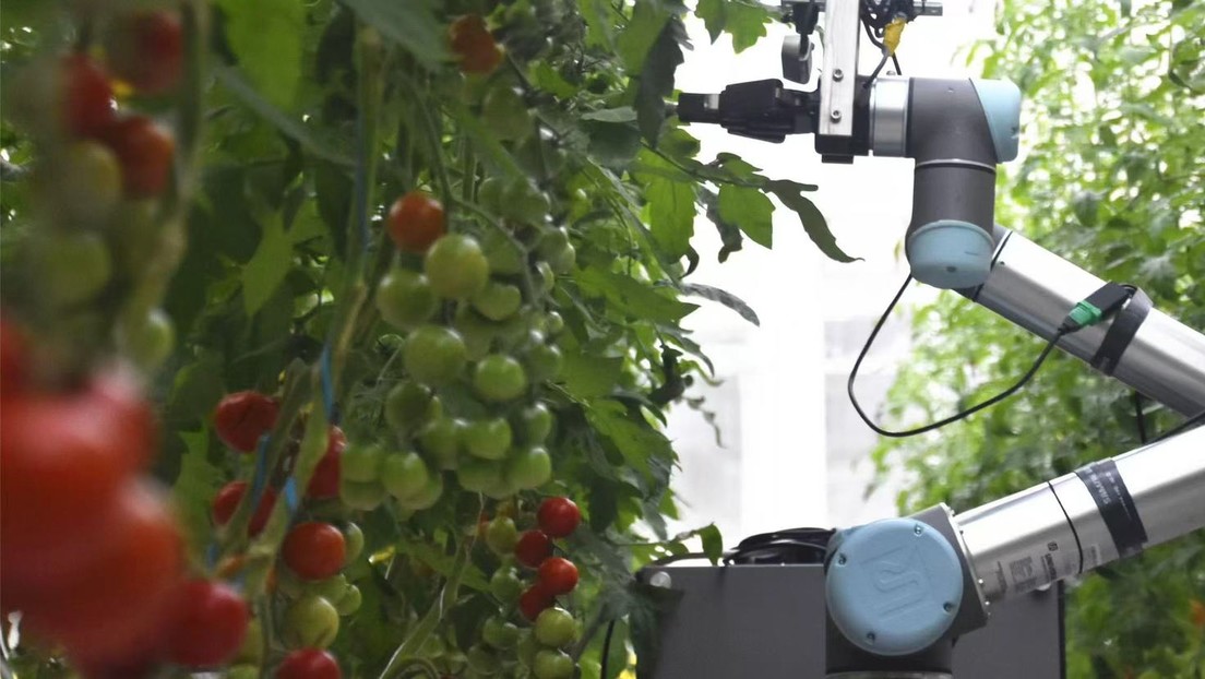 El robot chino que podría cambiar la agricultura a nivel mundial