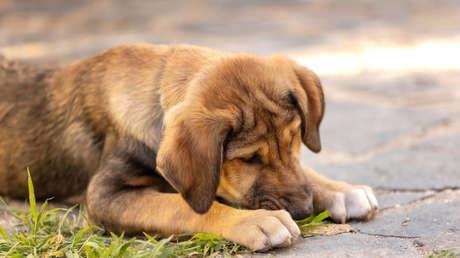 Abandono y eutanasia: mascotas en Dubái, otras víctimas de la agresión a Irán