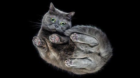 ¿Por qué los gatos siempre caen de pie? La ciencia tiene una nueva respuesta