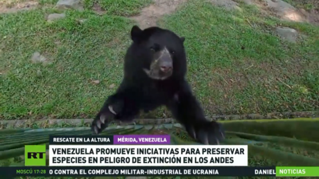 Venezuela promueve iniciativas para preservar especies en peligro de extinción en los Andes