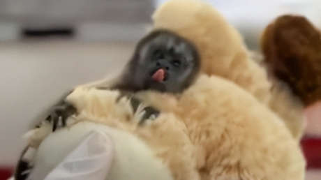 Un pequeño primate que evoca al famoso macaco Punch será liberado en Colombia (VIDEO)