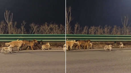 Milagrosa fuga de siete perros, robados por comerciantes de carne canina en China (VIDEO)