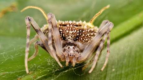 Como sacada de 'The Last of Us': descubren araña que imita 'hongo zombi' para atacar a sus presas