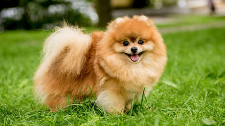 Funcionaria de aduana se queda con el perro de una pareja extranjera y esto ocurre