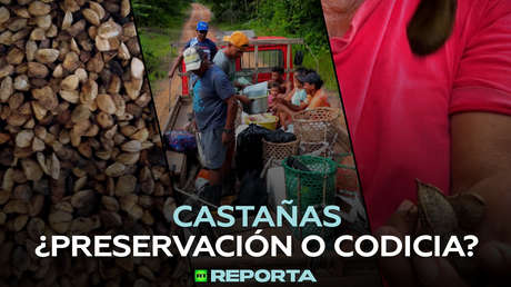 Castañas: ¿preservación o codicia?