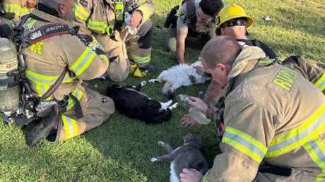 VIDEO: Bomberos reaniman y salvan a 4 gatos tras sacarlos inconscientes de un incendio