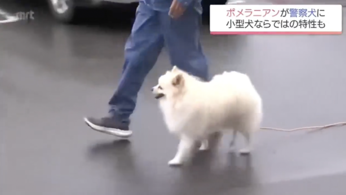 Esta adorable y esponjosa raza de perro entr&oacute; por primera vez al servicio de la Polic&iacute;a