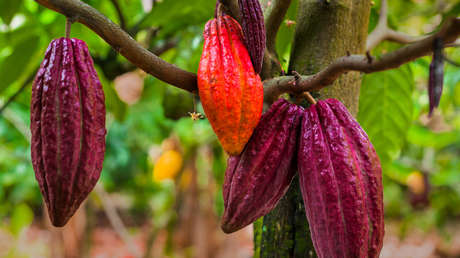 Este popular alimento podría desaparecer antes del 2050
