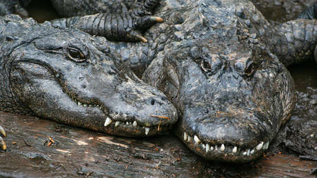 Cocodrilos y serpientes: la insólita medida que baraja desplegar un gigante asiático en la frontera con un vecino