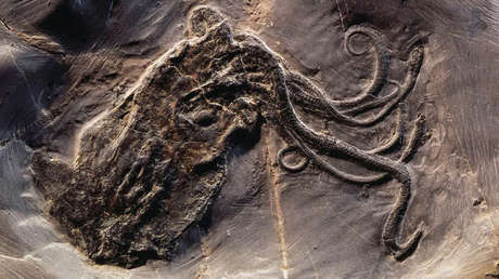 Descubren que el "pulpo más antiguo del mundo" nunca fue un pulpo