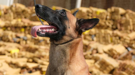 Un pastor belga hace el hallazgo más grande de marihuana en una favela de Brasil