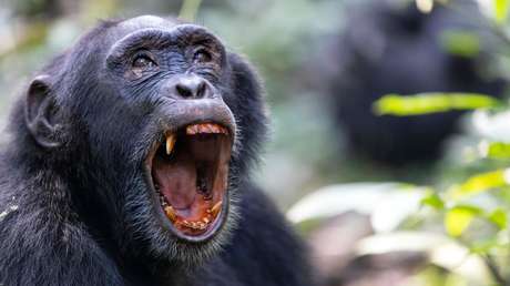 ¿No solo humanos?: documentan la primera 'guerra civil' entre chimpancés