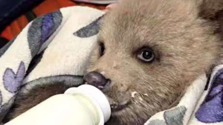 'Meloncito' contra el frío: conozcan a la osita que sobrevivió cuando todo parecía perdido