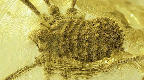 Hallan una 'sopresa' en un ámbar de unos 35 millones de años