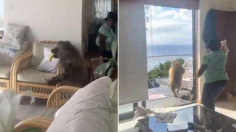 VIDEO: Babuino 'asalta' una casa para robar fruta y pasa esto