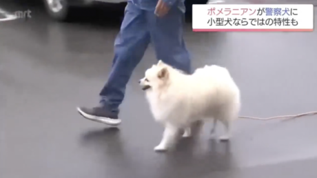 Esta adorable y esponjosa raza de perro entró por primera vez al servicio de la Policía