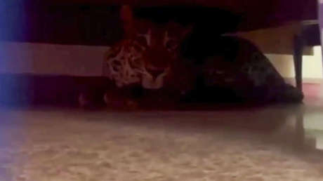 VIDEO: Pasa horas en la cama sin percatarse del peligro mortal que acechaba debajo