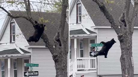 VIDEO: Inusual rescate de un oso atrapado en un árbol en plena ciudad