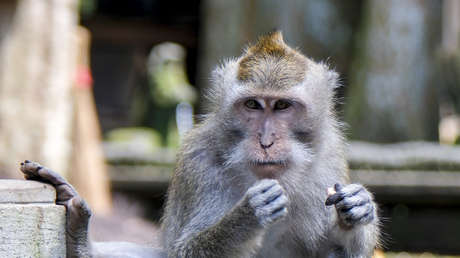 Evacúan a marinero de EE.UU. atacado por un mono durante travesía al estrecho de Ormuz