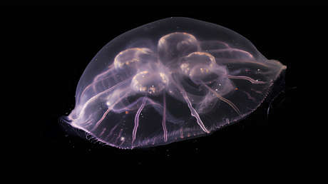FOTO: Nueva especie de medusa luna es descubierta en el Golfo de México