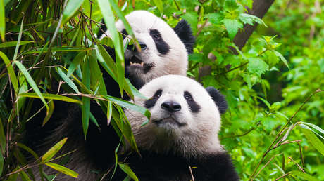 China enviará dos pandas gigantes a EE.UU.
