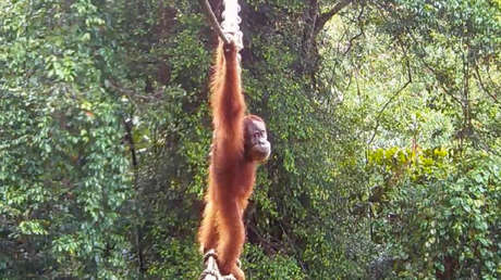 Graban por primera vez "un momento histórico" con un orangután de Sumatra (VIDEO)