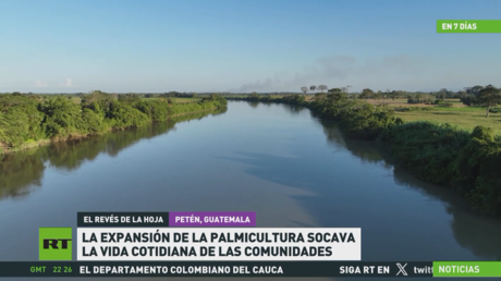 La expansión de la palmicultura en Guatemala socava la vida cotidiana de las comunidades