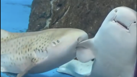 VIDEO: Graban un inusual coqueteo entre tiburones leopardo