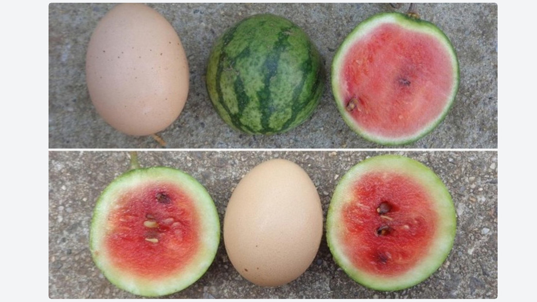 Desarrollan mini sandías del tamaño de un huevo para agricultura en espacios reducidos