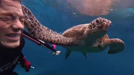 VIDEO: Tortuga sorprende a un buzo con una bofetada bajo el agua y se va