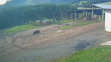 VIDEO: Granjero huye de un jabalí mientras su perro se queda estático