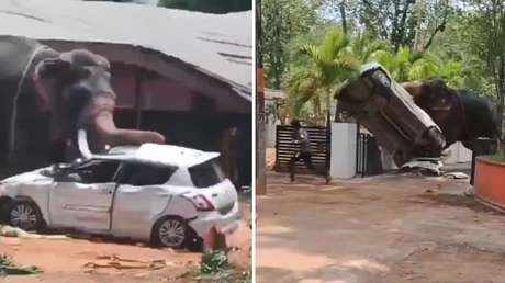 VIDEO: Un elefante descontrolado siembra el pánico y la destrucción en un templo de la India