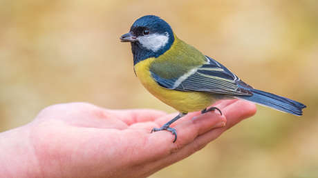Descubren un inesperado comportamiento de las aves respecto a las mujeres