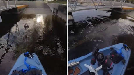 VIDEO: No se percata de la presencia de un cocodrilo y lo embiste con su kayak