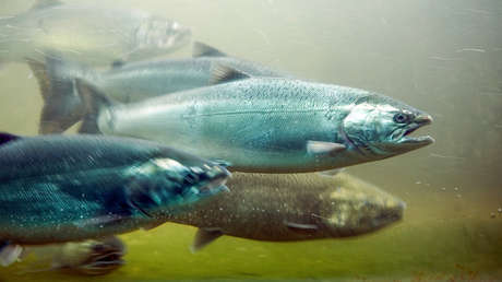 La cocaína en los ríos de este país europeo amenaza la supervivencia del salmón