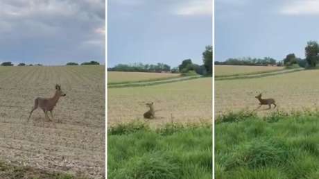 VIDEO: Un ciervo 'borracho' se tambalea y da vueltas desorientado