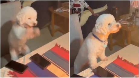 VIDEO: La tierna reacción de este perro a la celebración de su cumpleaños