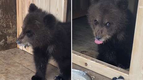 VIDEO: Un pequeño osezno perdido y asustado es rescatado y encuentra un nuevo hogar