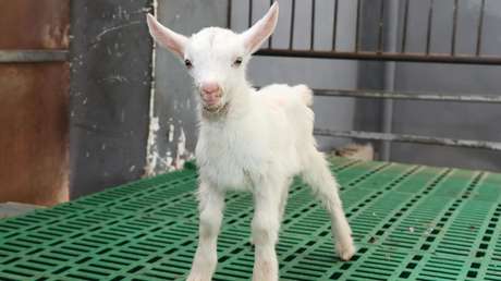 China logra la primera clonación masiva de animales de alto rendimiento