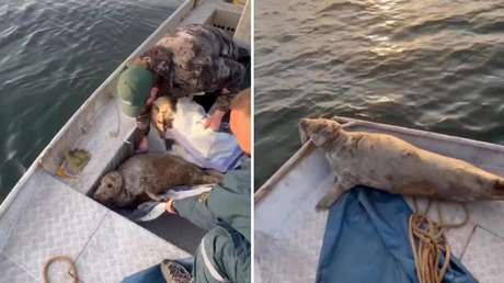 El conmovedor rescate de una foca atrapada en una red de pesca (VIDEO)