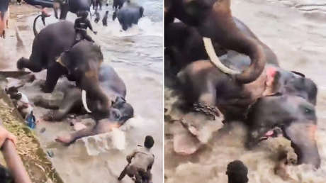 VIDEO aterrador: Turista muere aplastada por un elefante durante una sesión de baño en la India