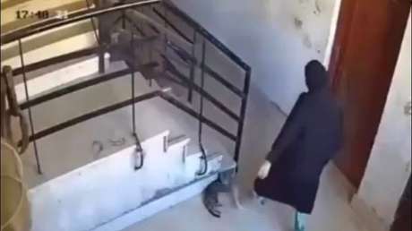 VIDEO: Patea a un gato y recide lo merecido de inmediato