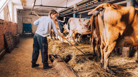 Estiércol de vaca: el recurso que quiere usar la UE frente al repunte de precios